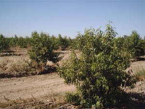 aaaa0097.jpg