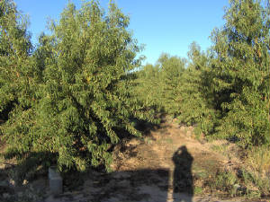 im000271.jpg